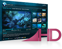 Branded, TV-Quality Experiences
